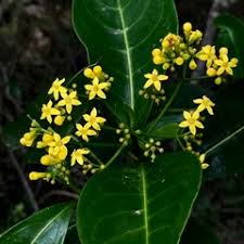 Image result for Psychotria mildbraedii