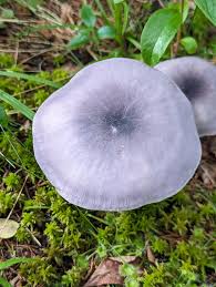 Image result for Indigofera mollicoma