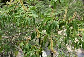 Image result for Faurea saligna