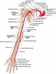 The chapter on the upper limb arteries begins with an overview of the arteries (subclavian, axillary, brachial, radial and ulnar arteries and deep and an anatomical diagram illustrates the lymph nodes of the upper limb, with the pectoral, axillary (lymphatic ganglia), paramammary, parasternal, humeral. Pin On Coppola Physical Therapy