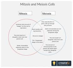 We hope these mitosis vs meiosis worksheet images collection can be a hint for you, bring you more ideas and also make you have what you want. Venn Diagram Of Mitosis And Meiosis Mitosis Mitosis Vs Meiosis Meiosis