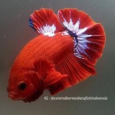 Fishkeepers Petlover Instafish Petofinstagram Hmbetta Cupang Fancybetta Cupangindonesia Hmpk Halfmoonbetta Worldbetta Aqua Peixes Ornamentais Peixes