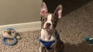 Why buy a boston terrier puppy for sale if you can adopt and save a life? Florida Pet Owner Issues Warning After Boston Terrier Puppy Eats Toxic Mushrooms And Dies Abc11 Raleigh Durham
