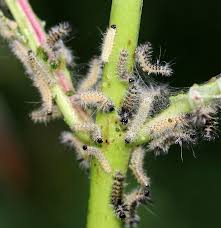 I refer to them as fuller brush or pipe cleaner cats. Milkweed Tussock Moth Caterpillars Euchaetes Egle By Christine Young Jungledragon