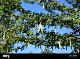 Image result for Acacia luederitzii