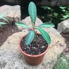 Image result for Euphorbia zambesiana