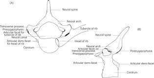There is a printable worksheet available for download here so you can take the quiz. Thoracic Vertebra An Overview Sciencedirect Topics