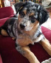 Maybe you would like to learn more about one of these? Australian Shepherd Puppies For Adoption Nsw The Y Guide