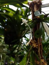 Image result for Aerangis ugandensis