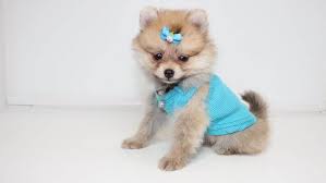 Pomeranians puppies that one can expect to be about three to four pounds when full grown might be called teacup, toy or miniature as a marketing term to prospective owners. Teacup Pomeranian What S Good And Bad About Em