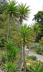 Pin On Xeriscape 2