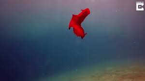 But when further examination we saw it was not one?? Primary Color Creatures