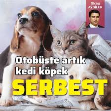 Otobuste Artik Kedi Kopek Serbest Sanal Basin