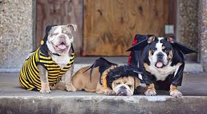 The Top Costumes For Your Bulldog This Halloween