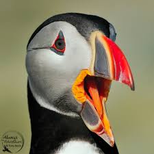 May The Bird Of Paradise Fly Up Your Nose Meaning Puffin Puffins Bird Puffin Birds