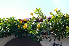 It has very large yellow flowers and glossy leaves. I Need A Midweek Exhale How About A Cup Of Gold Breathelighter