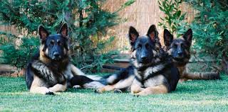 Long haired german shepherd temperament. Long Haired German Shepherds Hitthewave