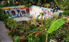 Ron Finley In His South Los Angeles Garden Shawna Coronado Pergola Planter Propagating Plants Guerrilla Gardening