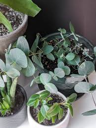 Eucalyptus Plant Care How To Care For Potted Eucalyptus Plant Care Houseplant Plant Care Plants