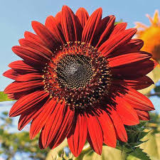 The radiant, yellow blooms of sunflowers look exceptional in any garden, thanks to their height and contrasting foliage. Velvet Queen Sunflower Seeds Annual Flower Seeds