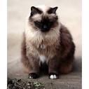 Fat Siamese Cat