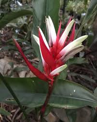 Some Heliconia Currently In Flower In Our Gymea Bay Garden Plants Heliconia Garden