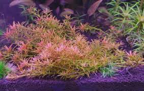 Image result for Rotala mexicana