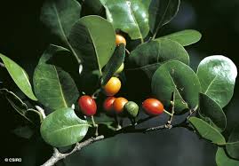 Image result for Drypetes gerrardii