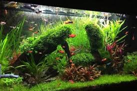 Aquascape ukuran 40 x 20 x 25 youtube. Aquascape Ukuran 40 X 20 Contoh Design Aquajaya Seperti Yang Kita Tau Bahwa Cara Membuat Aquascape Bukanlah Hal Yang Bisa Dijelaskan 1000 Kata Disini Saya Akan Tuntun Kasih Ilmu