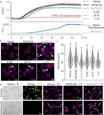 Maybe you would like to learn more about one of these? Modular Biosynthesis Of Plant Hemicellulose And Its Impact On Yeast Cells Biorxiv