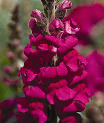 Pin On Annuals Unique New And Old