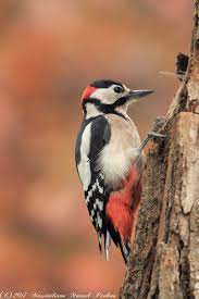 We did not find results for: Picchio Rosso Maggiore Maschio Dendrocopos Major Picchio Rosso Uccelli Uccellini