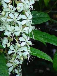 Image result for Clerodendrum abilioi