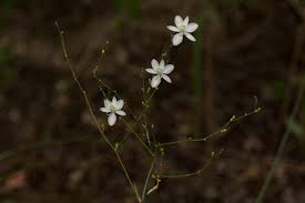 Image result for Chlorophytum galpinii