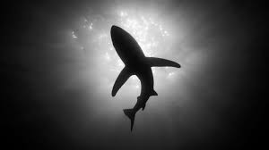 Download and use 100+ shark stock photos for free. Black And White Shark Wallpapers Top Free Black And White Shark Backgrounds Wallpaperaccess