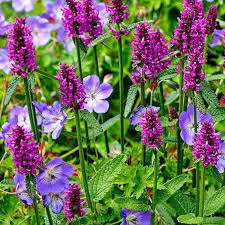 Image result for Stachys