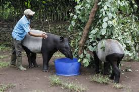 Choose from our stunning collection of animal pictures handpicked for you hd to 4k quality ready for commercial use download now for free! Slaughtering Zoo Animals To Feed Other Animals Last Resort In Hunger Crisis National The Jakarta Post