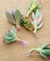 簡単 3分でわかる多肉植物の増やし方のコツ 挿し木編 多肉植物 サボテンの専門通販 Solxsol