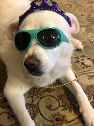 We run charming pet rescue inside of our home, not outside of it. Charming Pet Rescue Reviews And Ratings Boerne Tx Donate Volunteer Review Greatnonprofits