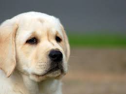 صور كلاب معبرة عن الحزن صور حزينة Sad Images