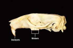 Dental Anatomy Of Rodents