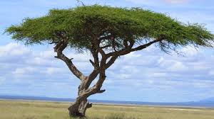 Image result for Acacia