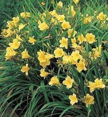 Check spelling or type a new query. Easy Care Perennials