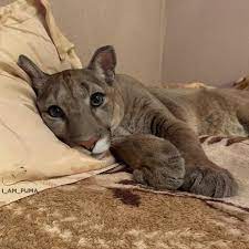 Casal Adota Puma Que Foi Resgatado De Zoologico E Felino Se Tornou Um Super Animal De Estimacao