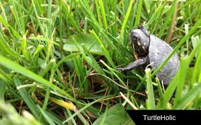 These turtles carry salmonella, as such, it is always important to handle them with care. How Much Does A Turtle Cost You Need To See This Turtleholic