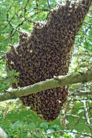 Ein Bienenschwarm Ging Ab Bienenhaltung Bienenschwarm Bienenzucht