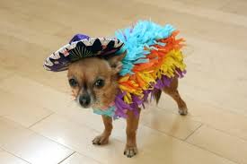 8 Adorable Diy Halloween Dog Costumes Merry About Town