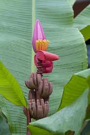 Image result for Musa sp. (Ornamental bananas)
