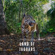 Their first album, el equilibrio de los jaguares,. Tesoco Nuevo Tierra De Jaguares Land Of Jaguars Home Facebook