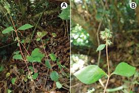 Image result for Cyathula cylindrica